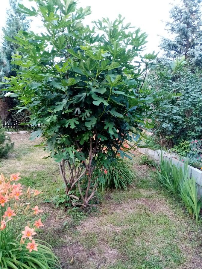 Guesthouse Smiljanic Slavkovica Екстериор снимка